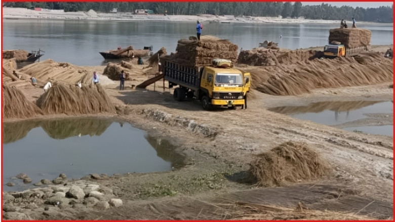 কাশফুলে চরবাসীর জীবিকার ভরসা