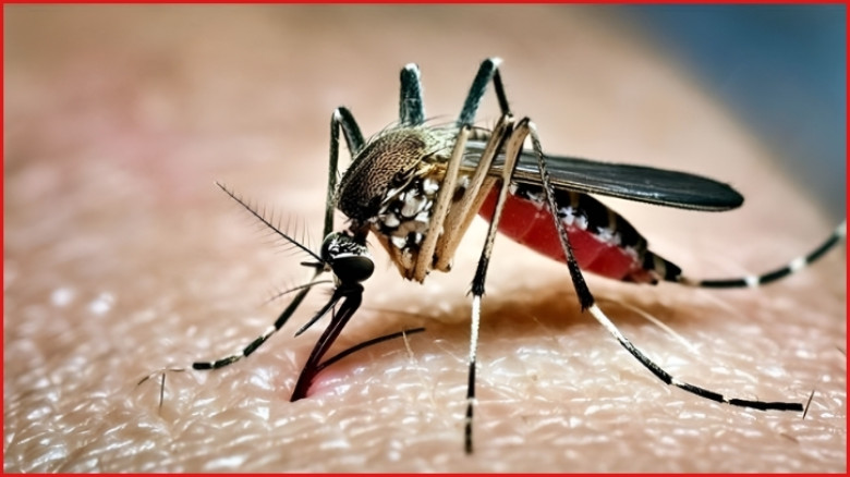 ২৪ ঘণ্টায় ডেঙ্গুতে মৃত্যু ৫, ভর্তি ৪৯০