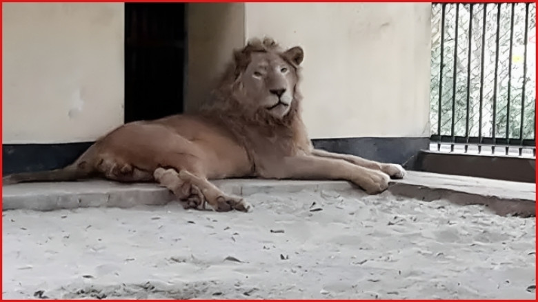 মিরপুর চিড়িয়াখানার খাঁচা থেকে বেরিয়ে গেল সিংহ