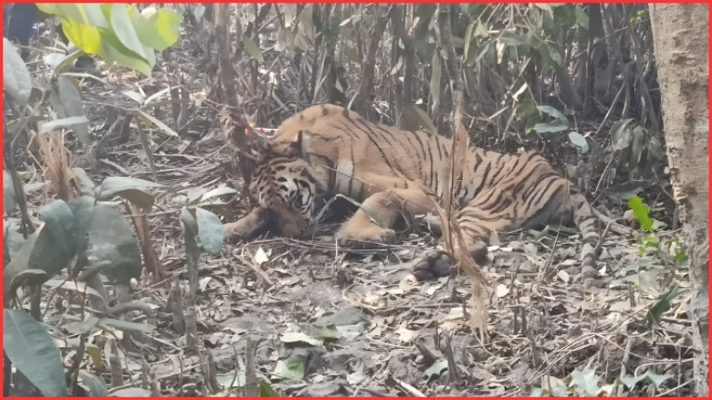 সুন্দরবনে শিকারিদের ফাঁদে আটকে পড়া বাঘ উদ্ধার