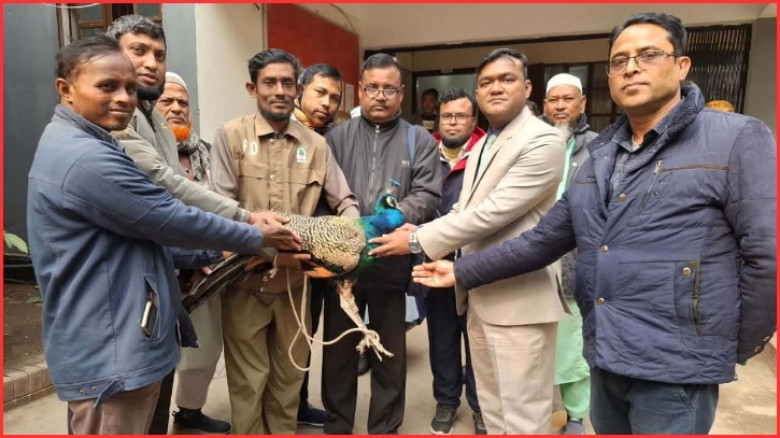 কুড়িগ্রামে আহত অবস্থায় উদ্ধার বিরল প্রজাতির ময়ূর