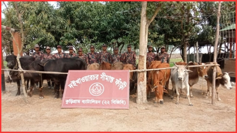 কুড়িগ্রাম চোরাচালানবিরোধী অভিযানে গবাদি পশুসহ মাদক ও অবৈধ মালামাল জব্দ