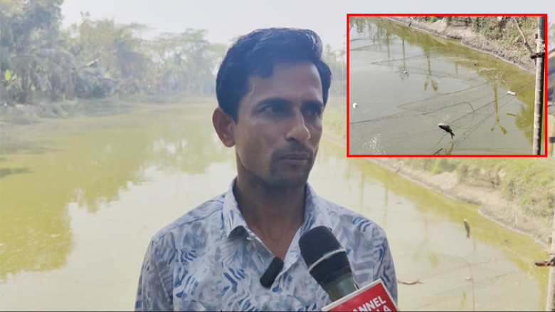 বোরহানউদ্দিনে শত্রুতার জেড়ে মাছের খামারে বিষ প্রয়োগ