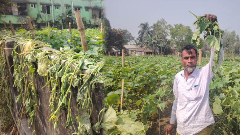 রাতের আঁধারে কৃষকের স্বপ্নভঙ্গ, শ্রীপুরে শসাখেত ধ্বংস