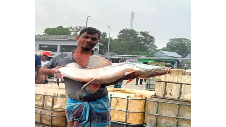 জেলের জালে ধরা পড়লো ১৪কেজি ওজনের আইড় মাছ