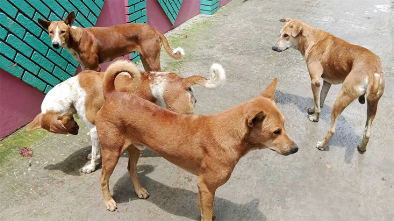 বাংলাদেশ থেকে কুকুর পাচার হচ্ছে ভারতে
