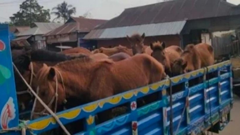 কালিয়াকৈরে ঘোড়া জবাই চক্রের বিরুদ্ধে অভিযানে ৯টি ঘোড়া উদ্ধার; আটক ৫
