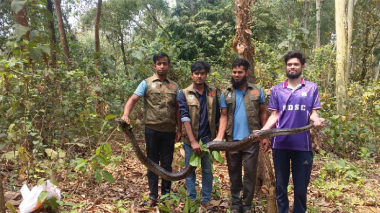 মিরসরাই বসতঘর থেকে অজগর উদ্ধার, জঙ্গলে অবমুক্ত