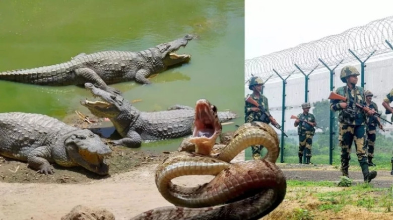 বাংলাদেশ সীমান্তের নদীতে কুমির ও সাপ ছাড়বে ভারত!