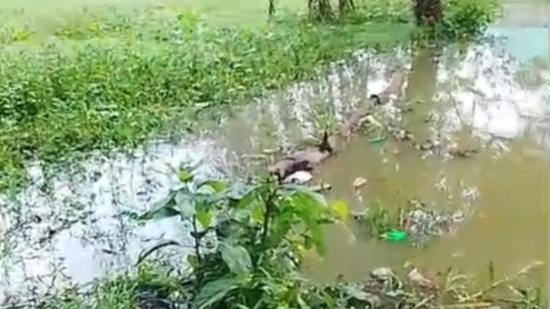 অতিবৃষ্টিতে পুকুর ভেসে লাখ টাকার মাছ উধাও, দিশেহারা খামারি