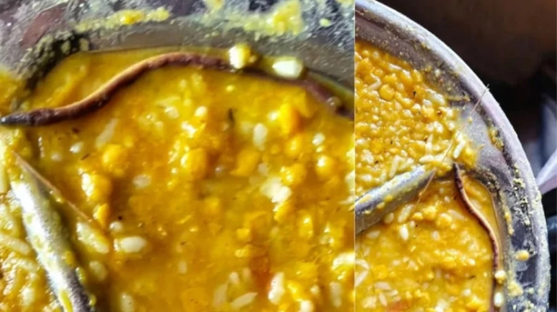 স্কুলের খাবারে পাওয়া গেল ‘সাপ’, শতাধিক শিক্ষার্থী হাসপাতালে
