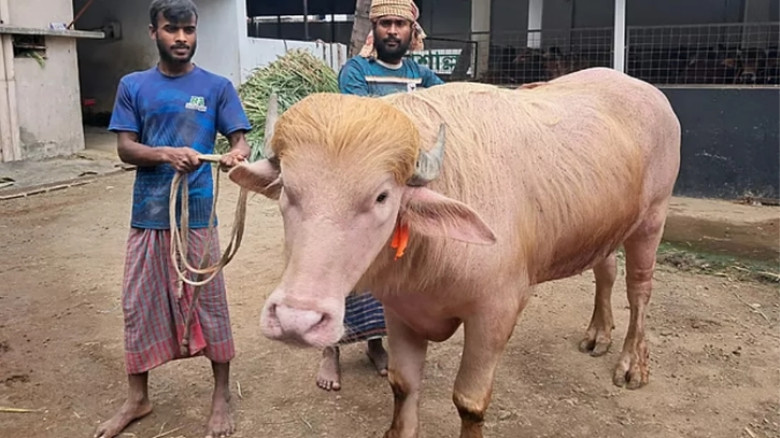 এবার হাঁট কাঁপাবে ৭০০ কেজির গোলাপী মহিষ ‘ডোনাল্ড ট্রাম্প’