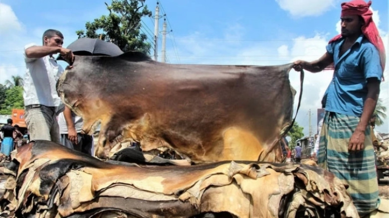 বাড়ল কোরবানির পশুর চামড়ার দাম