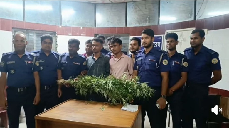 ভোলায় গাঁজা গাছসহ ২ ভাই আটক