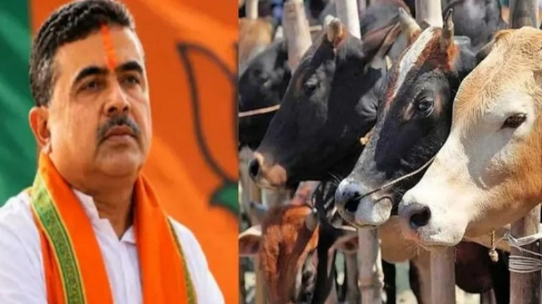 পশ্চিমবঙ্গে কোরবানির বাজারে সংকট, দ্রুত সিদ্ধান্তের ইঙ্গিত শুভেন্দু সরকারের