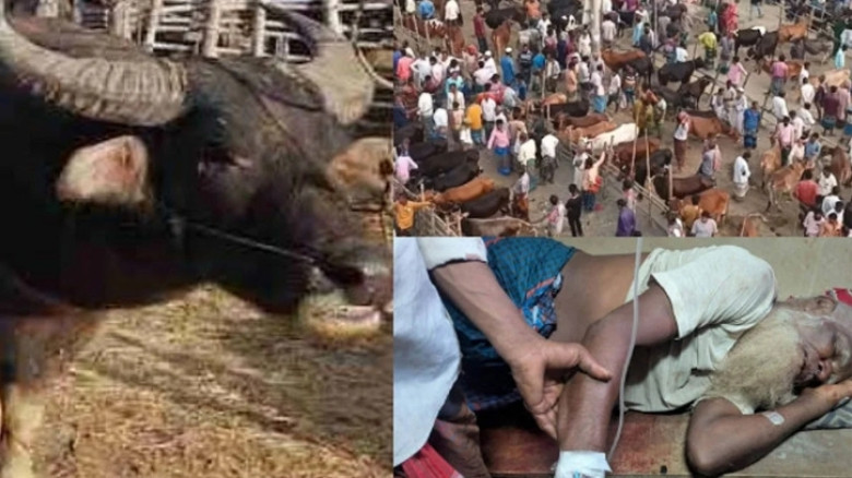 কোরবানির হাটে মহিষের আক্রমণ, নিহত ২