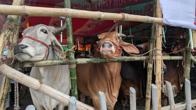 হাটে নেই ক্রেতার দেখা, দাম কমায় বিপাকে ব্যাপারীরা