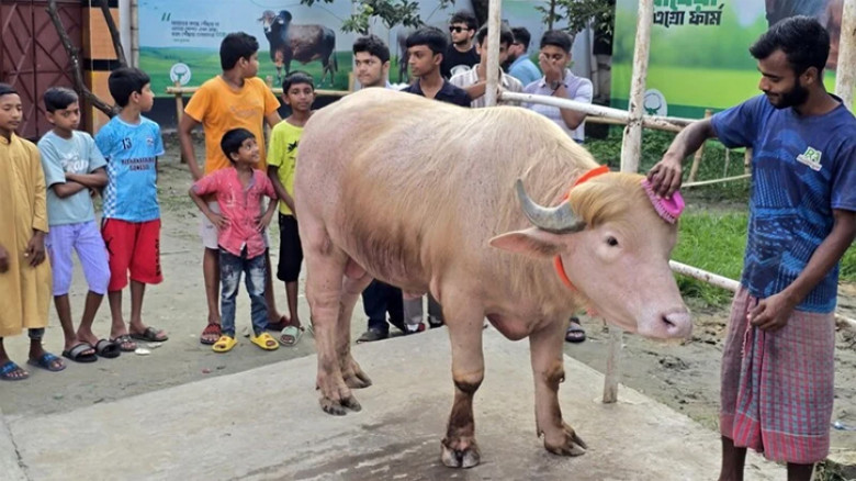 ‘ডোনাল্ড ট্রাম্প’ বিরল নয়, দেশের নানা খামারে পালন হচ্ছে অ্যালবিনো মহিষ