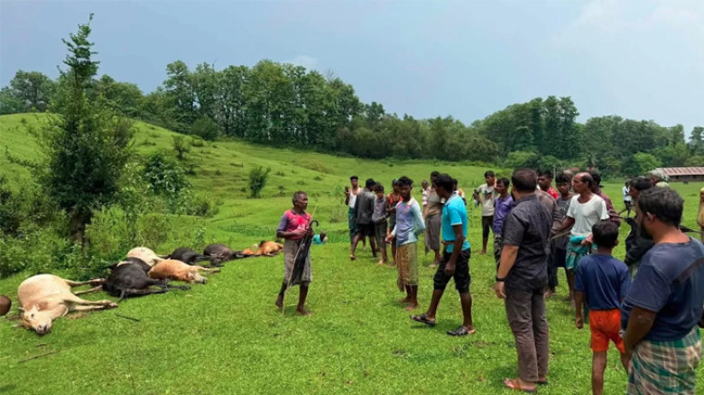 মৌলভীবাজারে বজ্রপাতে ১৪ গবাদিপশুর মৃত্যু