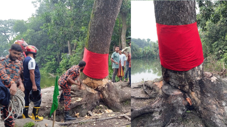 আখাউড়ায় আলোচিত ‘দাঁড়িয়ে যাওয়া’ গাছটি কেটে ফেলেছে প্রশাসন