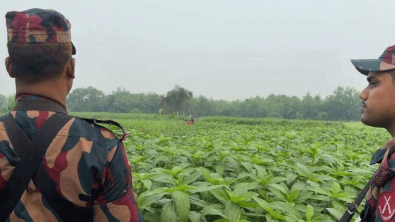 মেহেরপুর সীমান্তে বিএসএফের ঠেলে দেওয়া ছয়জন নিখোঁজ