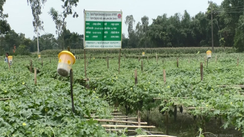 কুড়িগ্রামে জৈব সার ও জৈব বালাইনাশক ব্যবহার করায় আর্থিকভাবে লাভবান হচ্ছেন কৃষক