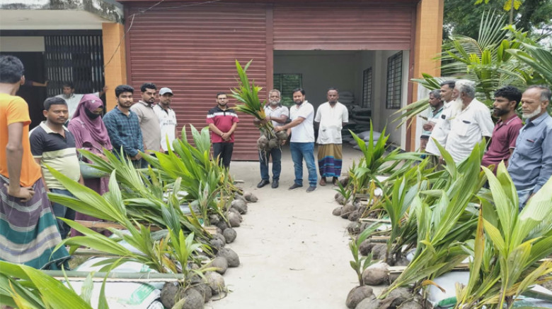 গোসাইরহাটে কৃষি পুনর্বাসন প্রণোদনা কর্মসূচির আওতায় নারিকেলের চারা বিতরণ